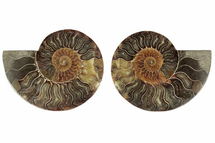 Bargain, 6.5" Cut & Polished, Agatized Ammonite Fossil - Madagascar